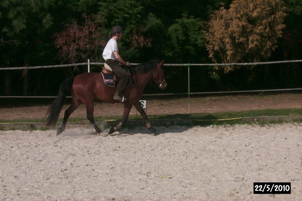 AV ponette New Forest de 3 ans ( 27, proche 61 ) P0005981