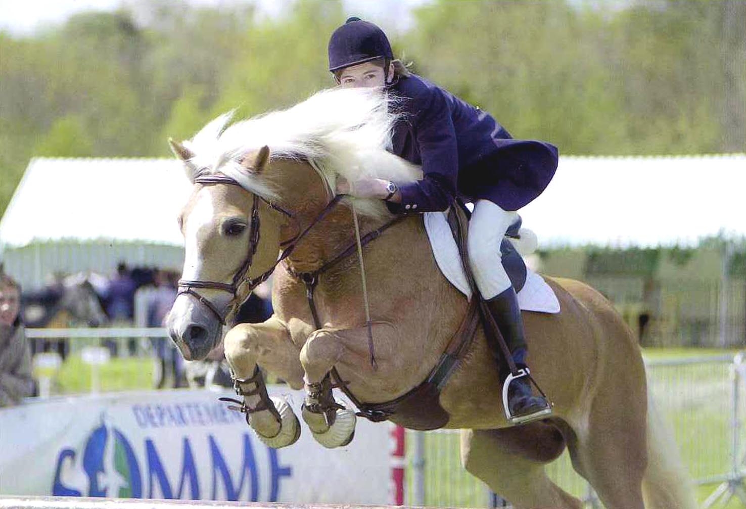 Selle hotsell francais palomino